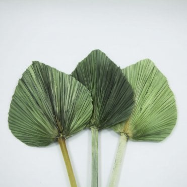 Dried Palm Leaf Green Pack of 12 65cm