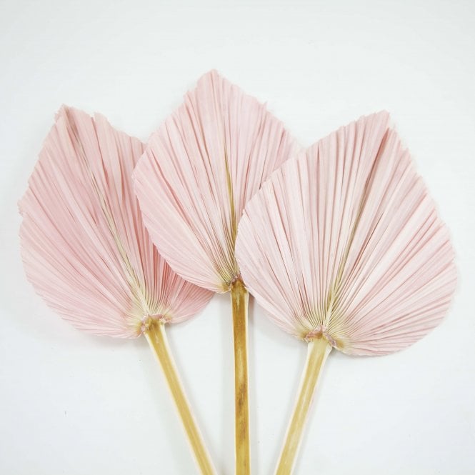 Dried Palm Leaf Pink Pack of 12 65cm