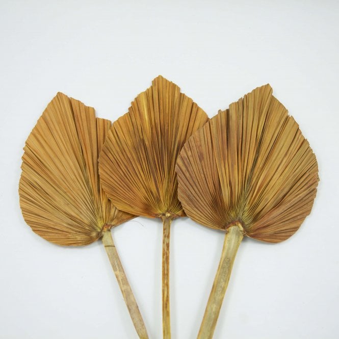 Dried Palm Leaf Terracotta Pack of 12 65cm