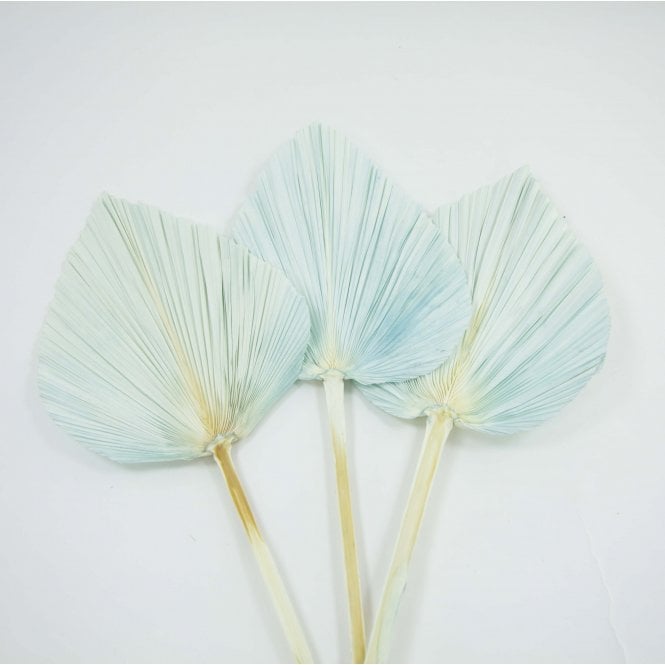 Dried Palm Leaf Tiffany Blue Pack of 12 65cm