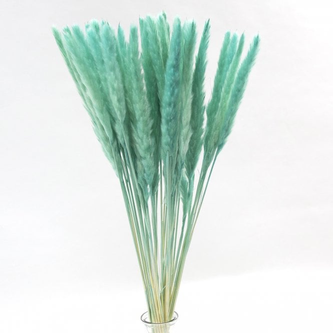 Dried Pampas Bunch 30 Stem 80cm Aqua