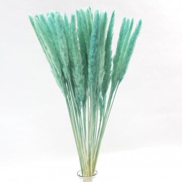Dried Pampas Bunch 30 Stem 80cm Aqua