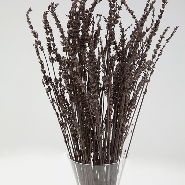 Dried Reed Bunch Frag Chocolate