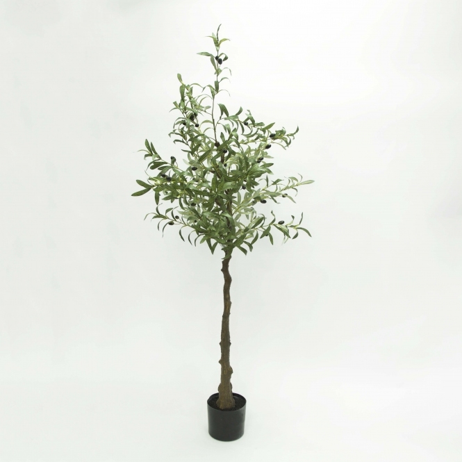Olive Tree 160cm
