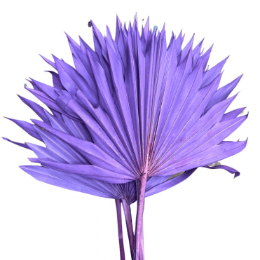 Palm Sun 6pc Lilac