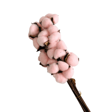Preserved Cotton 10 Head Bunch Pink