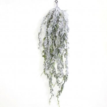 Snowy Spruce hanging bush