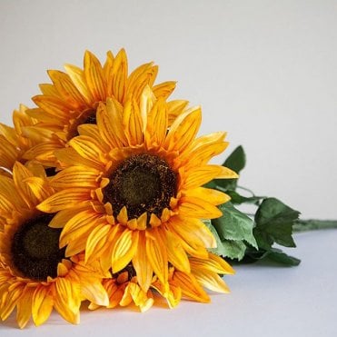 Sunflower Bunch 06 Head Yellow